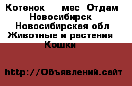 Котенок 1,5 мес. Отдам. Новосибирск - Новосибирская обл. Животные и растения » Кошки   